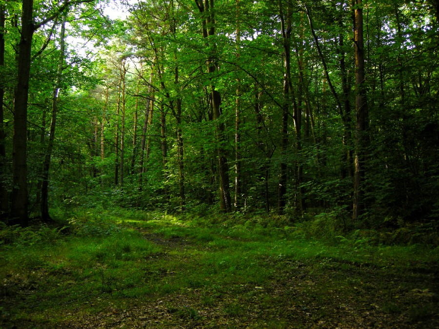 Urgensitas Izin Pinjam Pakai Kawasan Hutan