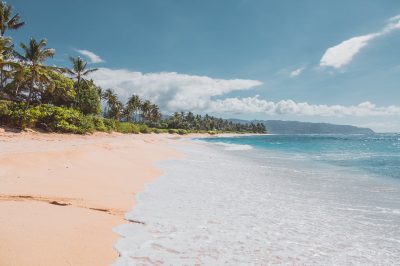 green trees on brown sand beach